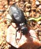 Meloe saharensis